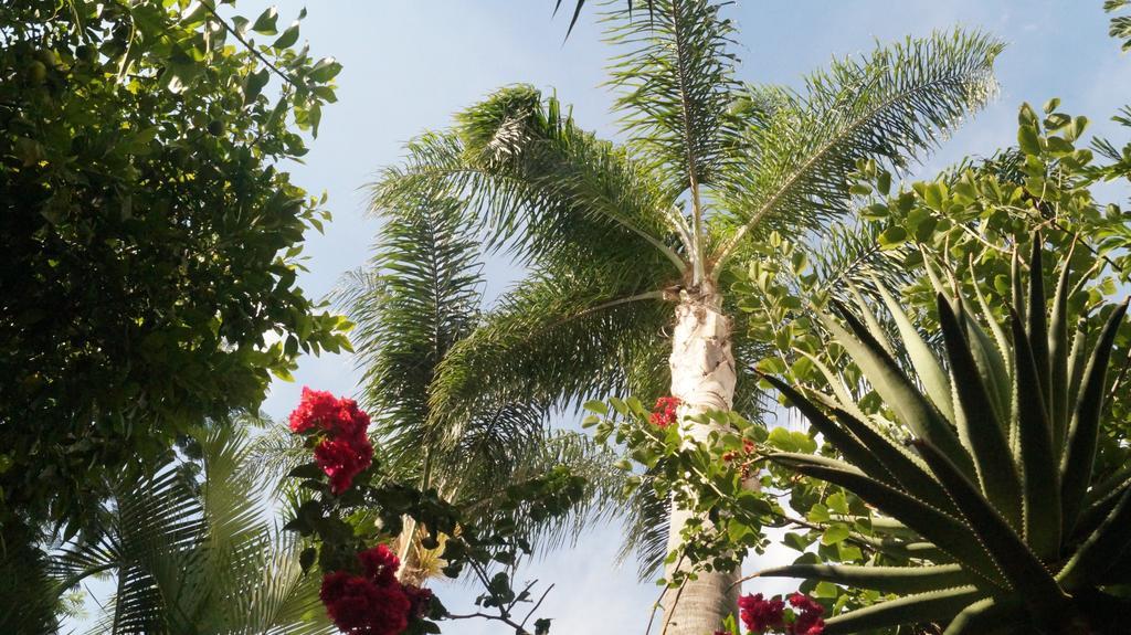 Casa De Las Flores Bed & Breakfast Tlaquepaque Bagian luar foto